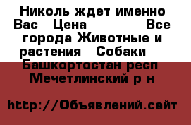 Николь ждет именно Вас › Цена ­ 25 000 - Все города Животные и растения » Собаки   . Башкортостан респ.,Мечетлинский р-н